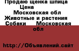 Продаю щенка шпица › Цена ­ 30 000 - Московская обл. Животные и растения » Собаки   . Московская обл.